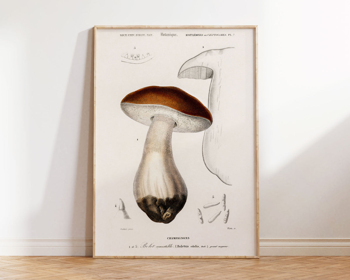 Mushroom Print, Vintage Penny bun (Boletus Edulis) Illustration, Charles d'Orbigny Illustrations, Natural History Antique Wall Art Print