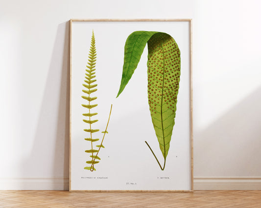 Vintage Minimalist Botanical Print, British Fern Plant Drawing by Edward Joseph Lowe, Antique Botany Art Reproduction, Tropical Wall Art