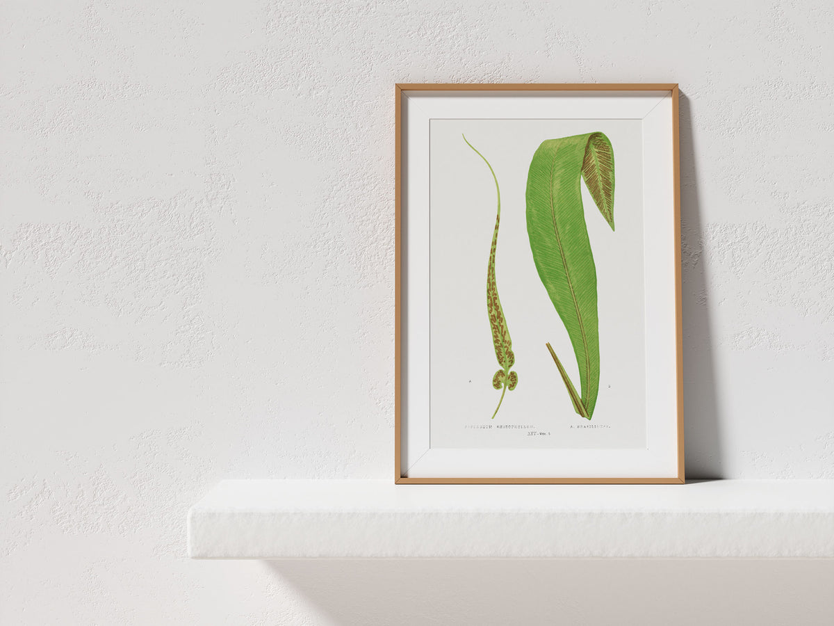 Vintage Minimalist Botanical Print, British Fern Plant Drawing by Edward Joseph Lowe, Antique Botany Art Reproduction, Tropical Wall Art