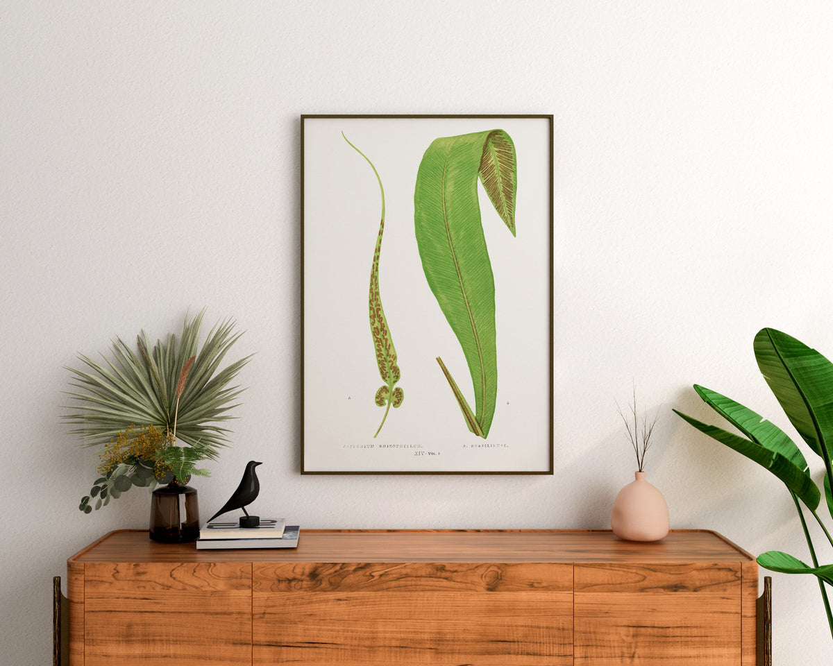 Vintage Minimalist Botanical Print, British Fern Plant Drawing by Edward Joseph Lowe, Antique Botany Art Reproduction, Tropical Wall Art