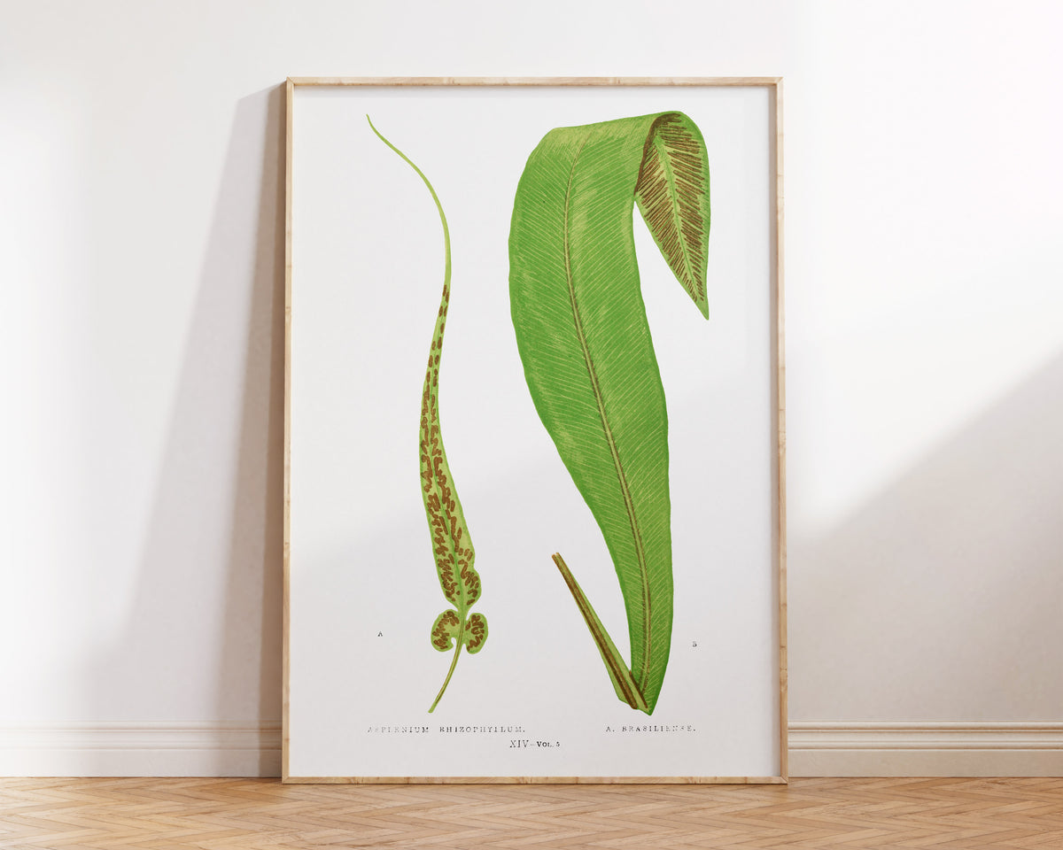 Vintage Minimalist Botanical Print, British Fern Plant Drawing by Edward Joseph Lowe, Antique Botany Art Reproduction, Tropical Wall Art