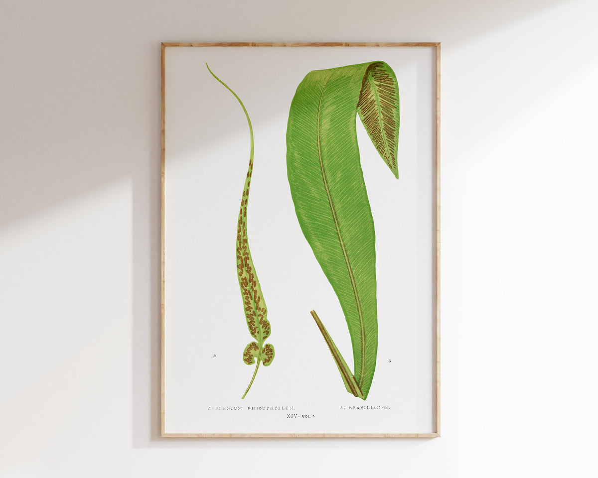 Vintage Minimalist Botanical Print, British Fern Plant Drawing by Edward Joseph Lowe, Antique Botany Art Reproduction, Tropical Wall Art