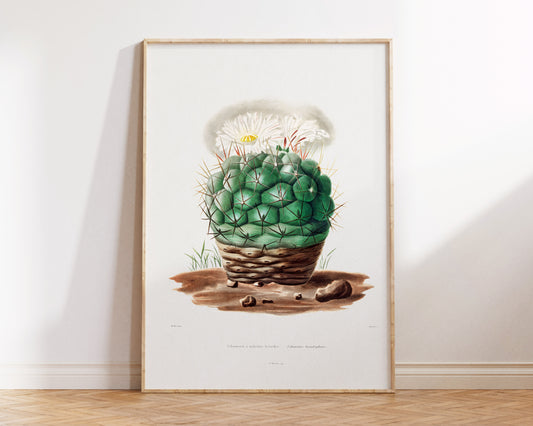 Cactus Print by Charles Antoine Lemaire, Vintage Succulent Art Poster, Botanical Farmhouse Decor, Desert Plant Wall Art, Plant Lover Gift