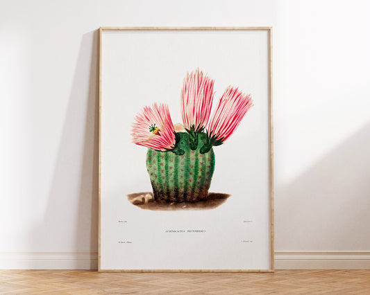 Cactus and Pink Flower Print by Charles Antoine Lemaire, Vintage Succulent Art Poster, Botanical Farmhouse Decor, Plant Lover Gift