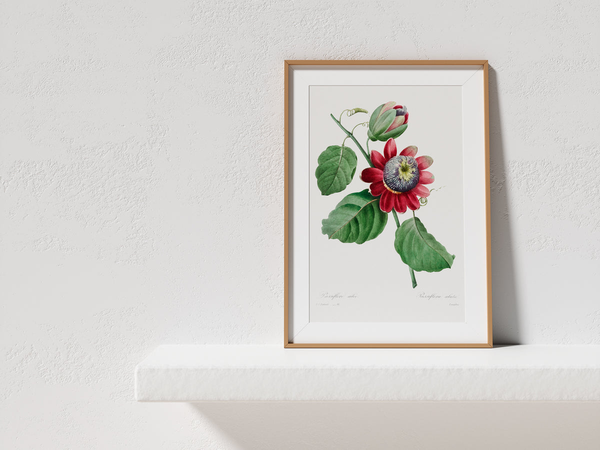 Vintage Passiflora Flower Print by Pierre-Joseph Redouté and Henry Joseph Redouté, Green & Pink Botanical Print, Retro Floral Wall Art