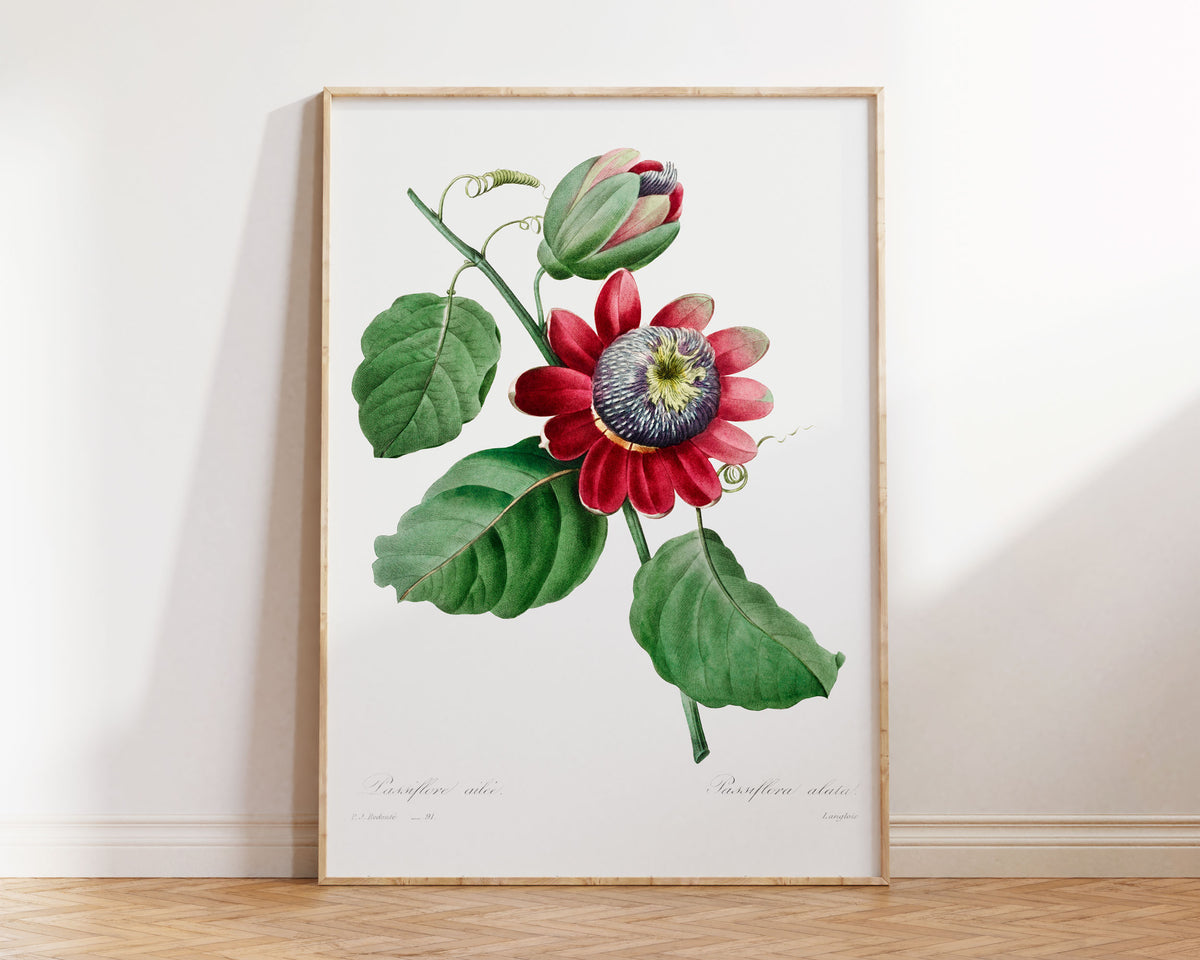 Vintage Passiflora Flower Print by Pierre-Joseph Redouté and Henry Joseph Redouté, Green & Pink Botanical Print, Retro Floral Wall Art
