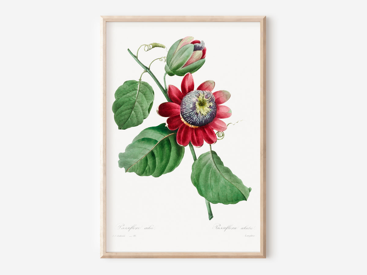 Vintage Passiflora Flower Print by Pierre-Joseph Redouté and Henry Joseph Redouté, Green & Pink Botanical Print, Retro Floral Wall Art