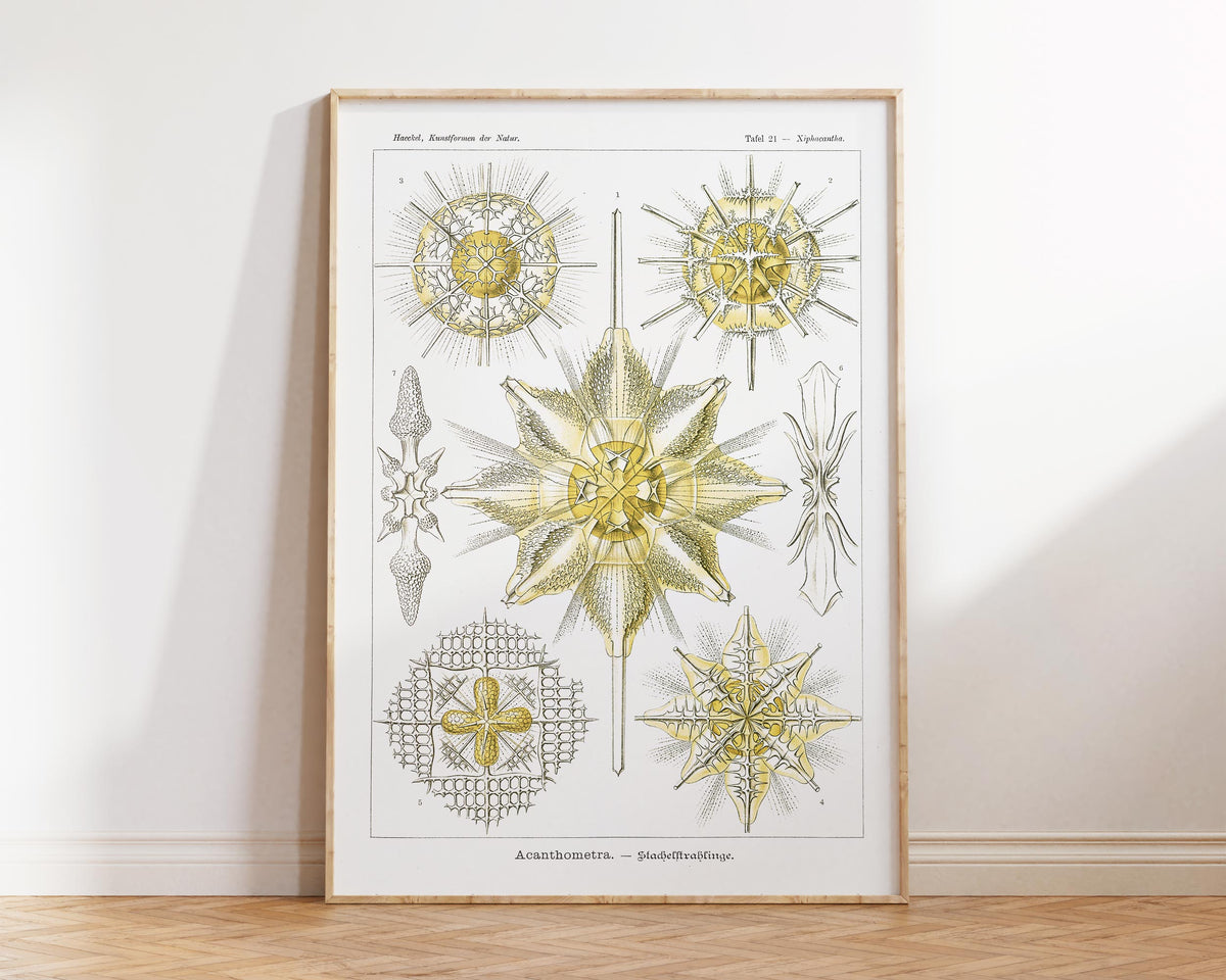 Ernst Haeckel Sea Life Art Print, Acanthometra–Stachelstrahlinge Poster, Antique Sea Plants Drawing Reproduction, White & Yellow Wall Art