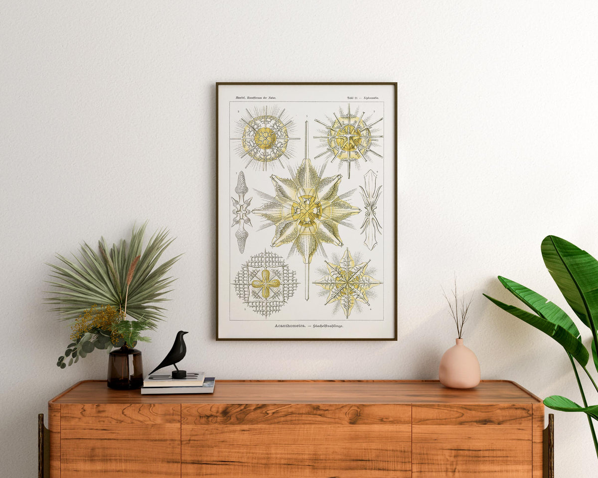 Ernst Haeckel Sea Life Art Print, Acanthometra–Stachelstrahlinge Poster, Antique Sea Plants Drawing Reproduction, White & Yellow Wall Art