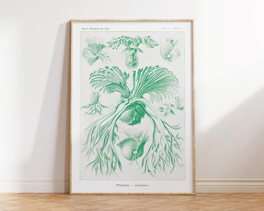 Ernst Haeckel Sea Life Art Print, Vintage Marine Life Poster, Antique Sea Plant Drawing Reproduction, White & Green Beach House Wall Art