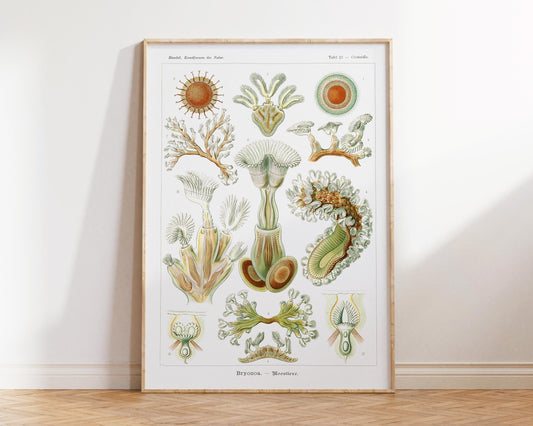 Ernst Haeckel Sea Life Art Print, Vintage Marine Life Poster, Antique Sea Plant Drawing Reproduction, Coral Wall Art for Beach House