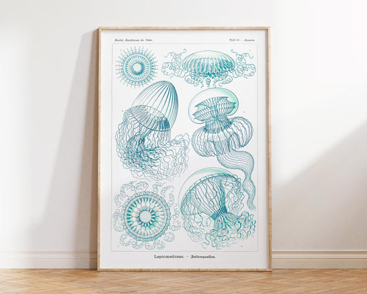Jellyfish Art Print, Marine Life Poster by Ernst Haeckel, White & Blue Sea Life Fine Art Print, Leptomedusae–Faltenquallen Print