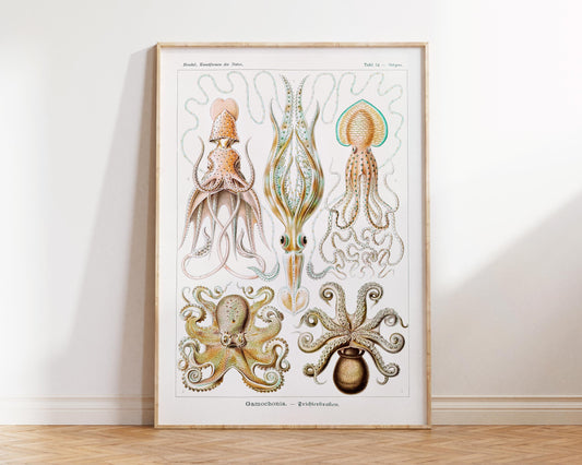 Octopus and Squid Art Print, Gamochonia–Trichterkraken Print by Ernst Haeckel, Marine Life Poster, Sea Life Print for Beach House