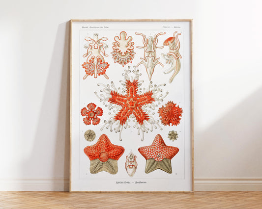 Ernst Haeckel Starfish Print, Vintage Sea Life Poster, Antique Marine Life Drawing Reproduction, Beach House Wall Art