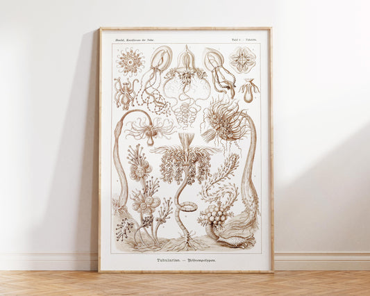 Ernst Haeckel Marine Print, Underwater World Art, Scientific Sea Creature Drawing, Vintage Oceanic Wildlife Artwork, Nautical Wall Art