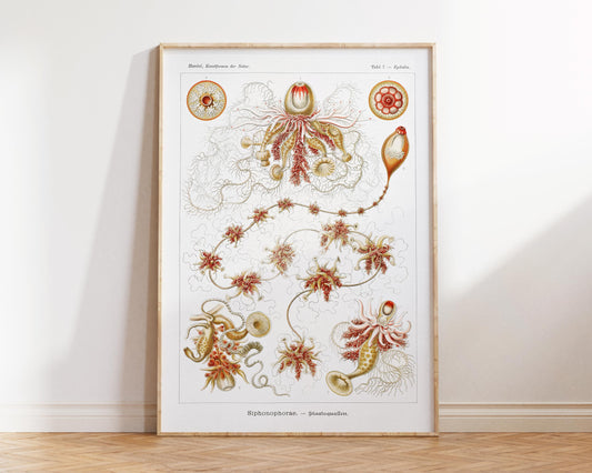 Jellyfish Art Print, Siphonophorae–Staatsquallen Print by Ernst Haeckel, Marine Life Poster, Sea Life Fine Art Print for Beach House
