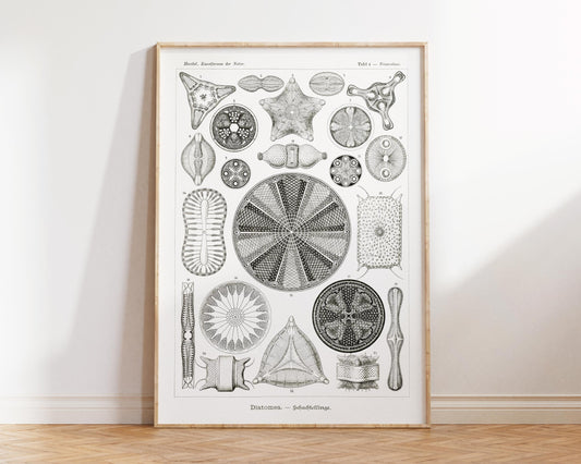 Ernst Haeckel Print, Marine Biology Wall Art, Sea Algae Illustration, Vintage Sea Life Poster, Coral Wall Art for Beach House