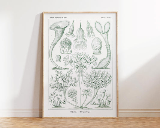 Ernst Haeckel Sea Life Illustration Print, Vintage Aquatic Plants Drawing Reproduction, Coral Wall Art for Beach House, Ciliata–Wimperlinge
