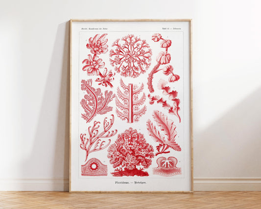 Ernst Haeckel Sea Algae Illustration Print, Vintage Marine Life Poster, Antique Drawing Reproduction, Coral Wall Art for Beach House