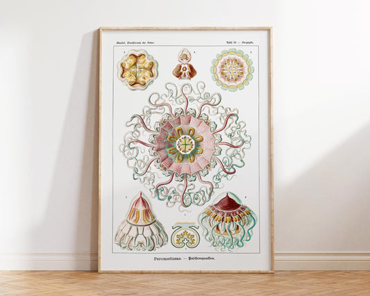 Ernst Haeckel Jellyfish Art Print, Marine Life Poster, Sea Life Fine Art Print for Beach House, Peromedusae–Talchenquallen Print