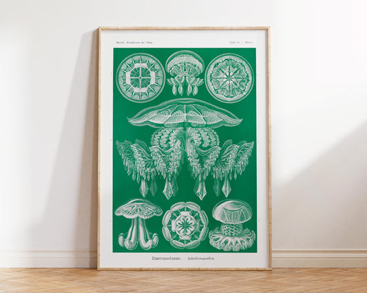 Green Jellyfish Art Print, Ernst Haeckel Marine Life Poster, Sea Life Fine Art Print for Beach House, Discomedusae–Scheibenquallen Print