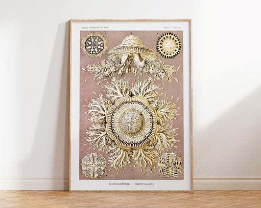Ernst Haeckel Jellyfish Art Print, Discomedusae–Schweibenquallen Print, Marine Life Poster, Sea Life Fine Art Print for Beach House