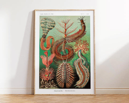 Ernst Haeckel Sea Life Illustration Print, Vintage Marine Life Poster, Sea Worms Drawing Reproduction, Coral Wall Art for Beach House