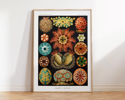 Ernst Haeckel Sea Life Illustration Print, Vintage Marine Life Poster, Antique Drawing Reproduction, Coral Wall Art for Beach House