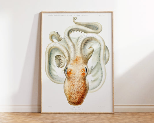 Vintage Octopus Print by Carl Chun, Velodona Octopus Illustration, Marine Life Fine Art Print, Antique Sea Life Illustration Poster