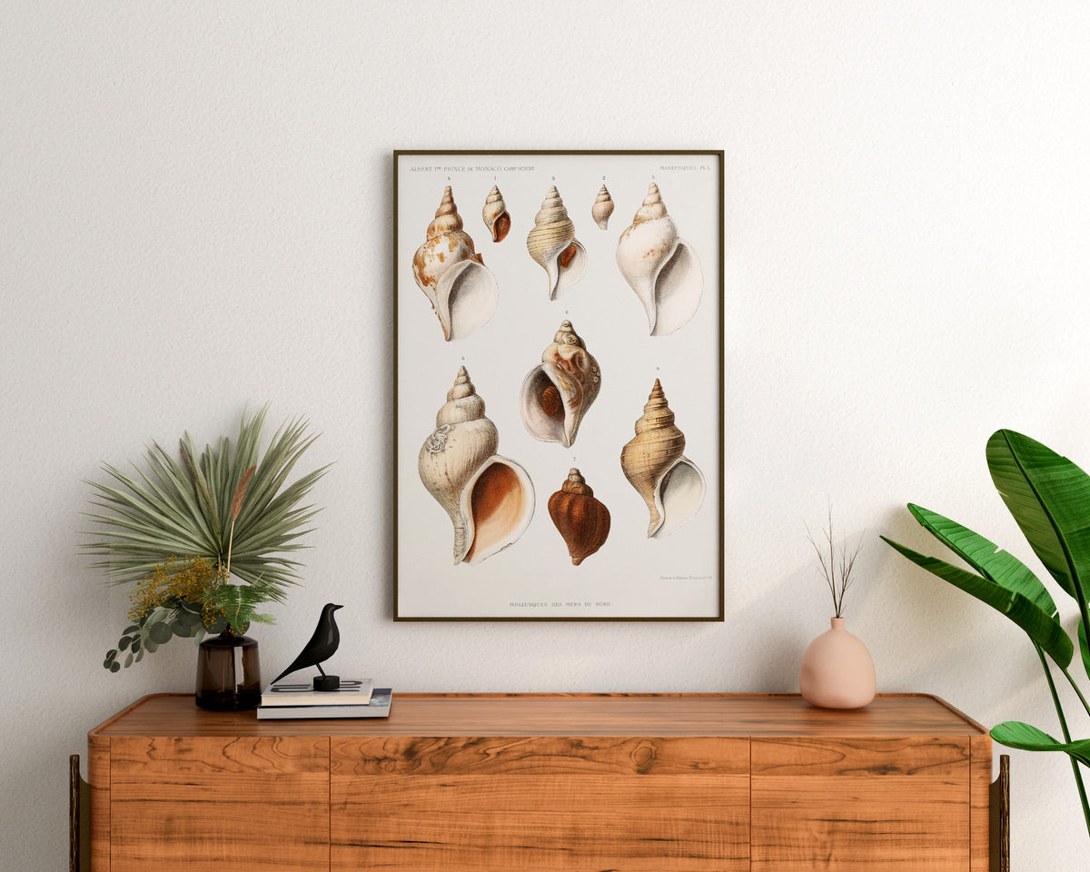 SeaShell Art Print, Vintage Marine Life Poster, Antique Sea Life Fine Art Print, Sea Shell Illustrations