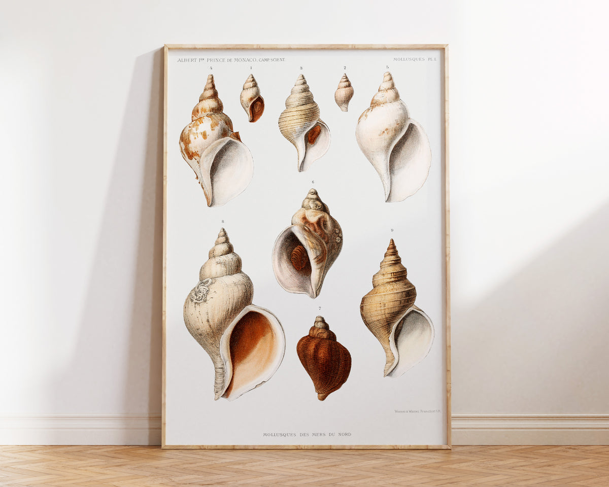 SeaShell Art Print, Vintage Marine Life Poster, Antique Sea Life Fine Art Print, Sea Shell Illustrations