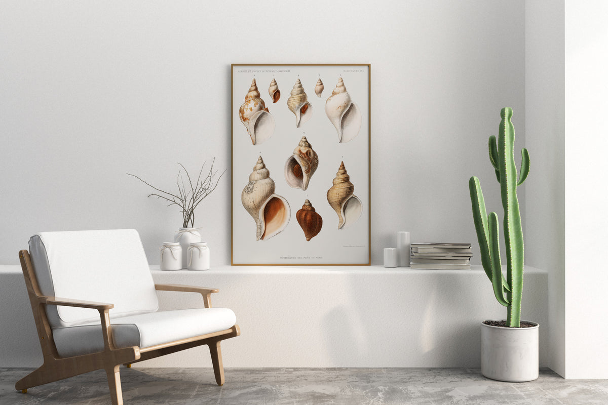 SeaShell Art Print, Vintage Marine Life Poster, Antique Sea Life Fine Art Print, Sea Shell Illustrations