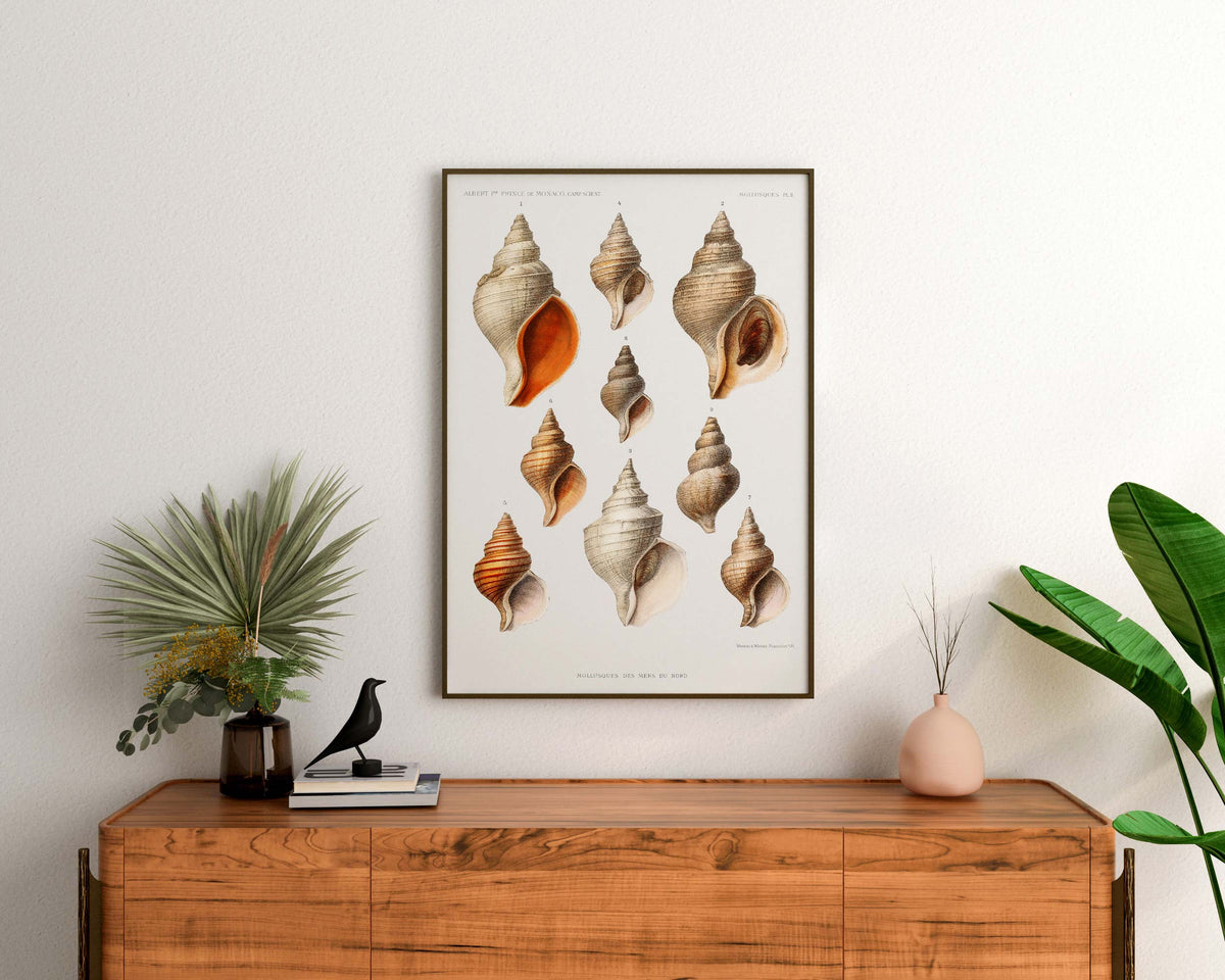 Sea Shell Art Print, Vintage Marine Life Poster, Antique Sea Life Fine Art Print, Sea Shell Illustrations