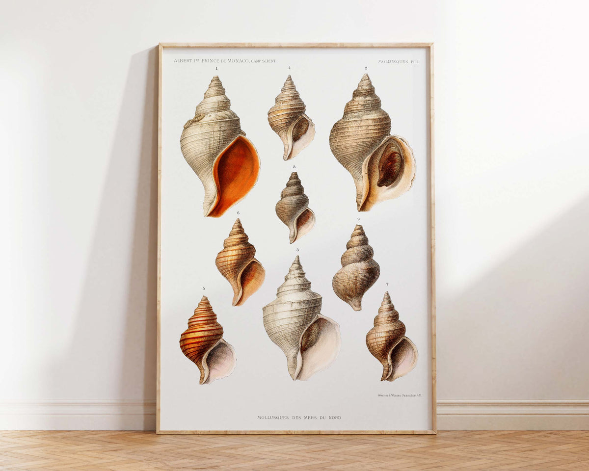 Sea Shell Art Print, Vintage Marine Life Poster, Antique Sea Life Fine Art Print, Sea Shell Illustrations