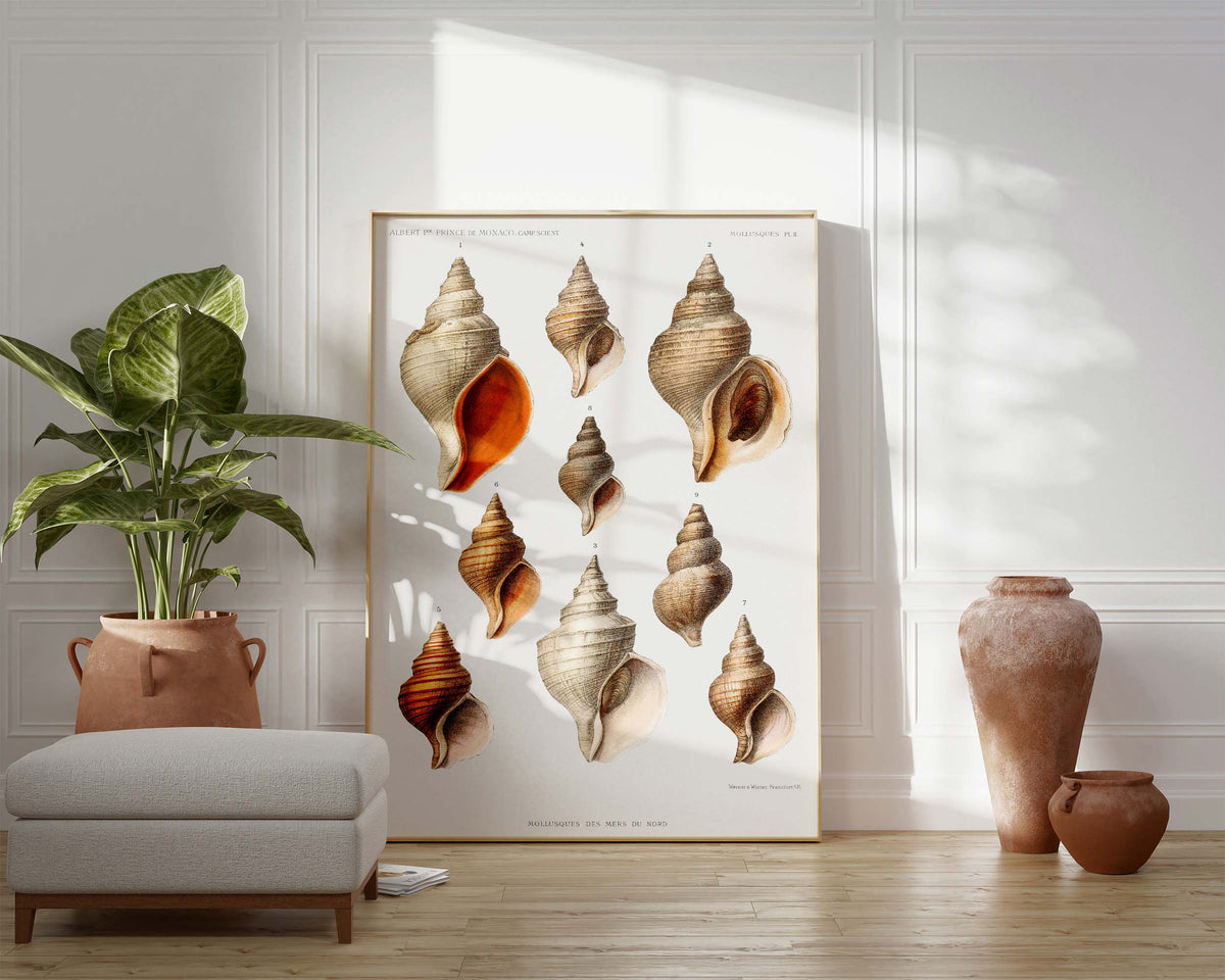 Sea Shell Art Print, Vintage Marine Life Poster, Antique Sea Life Fine Art Print, Sea Shell Illustrations