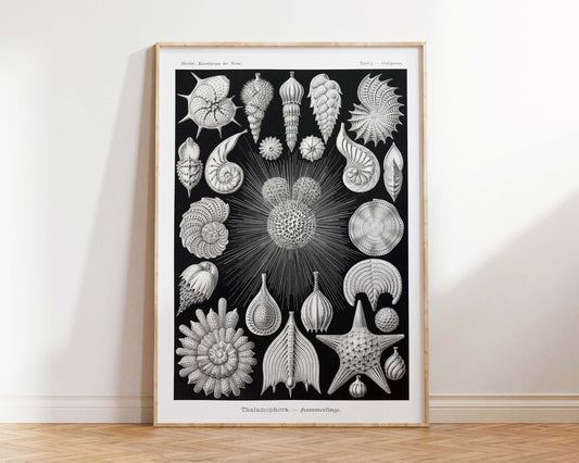Vintage Shell Art Print by Ernst Haeckel, Marine Life Poster, Antique Sea Life Fine Art Print, Black & White Beach House Decor