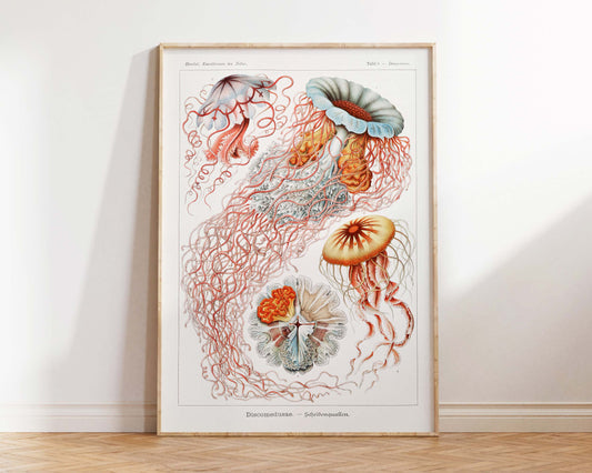 Jellyfish Art Print, Discomedusae–Scheibenquallen Print by Ernst Haeckel, Marine Life Poster, Antique Sea Life Fine Art Print