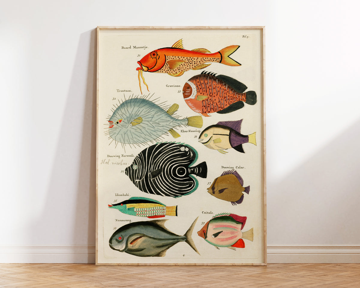 Vintage Fish Print by Louis Renard, Marine Life Illustration Poster, Sea Life Fine Art Print, Antique Surreal Wall Art, Sea Lover Gift