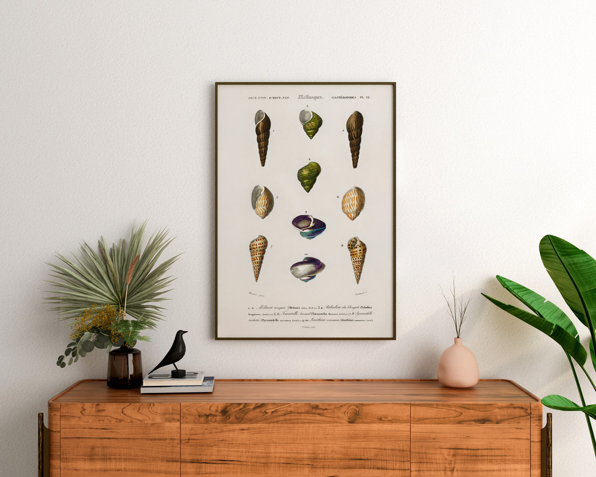 Seashell Collection Print, Marine Life Poster, Vintage Print, Molluscs Varieties Illustrations, Antique Surreal Wall Art, Sea Lover Gift