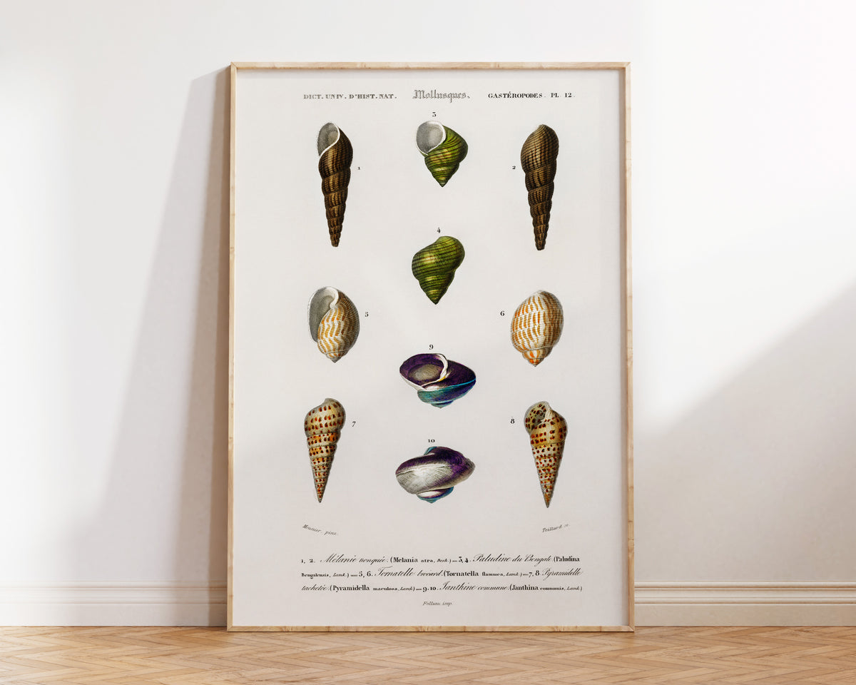 Seashell Collection Print, Marine Life Poster, Vintage Print, Molluscs Varieties Illustrations, Antique Surreal Wall Art, Sea Lover Gift
