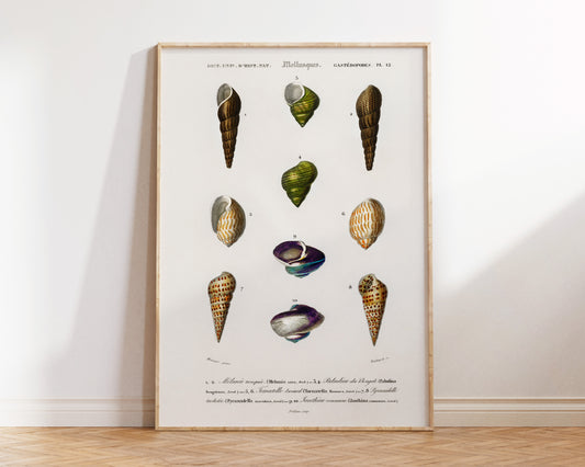 Seashell Collection Print, Marine Life Poster, Vintage Print, Molluscs Varieties Illustrations, Antique Surreal Wall Art, Sea Lover Gift