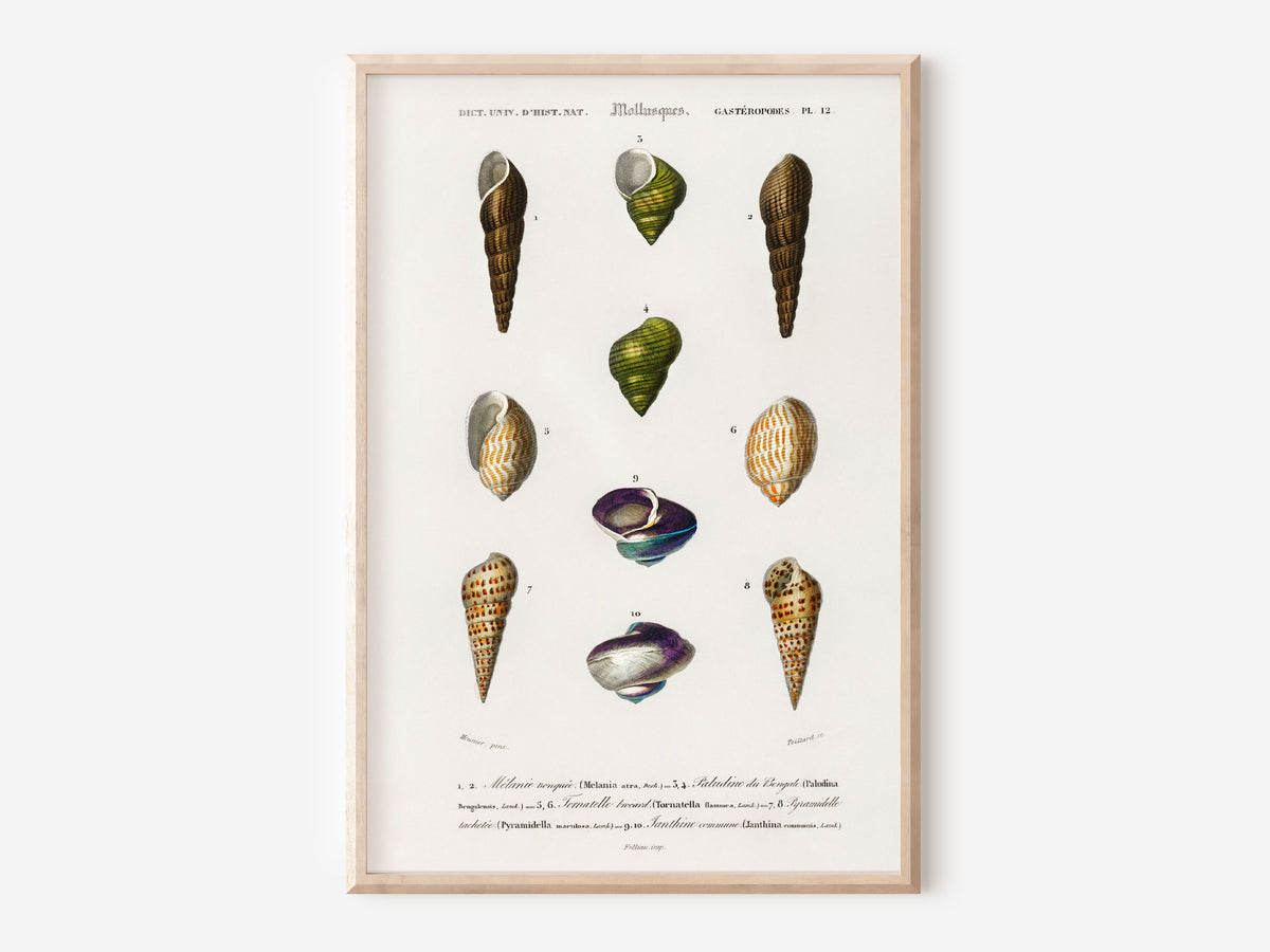 Seashell Collection Print, Marine Life Poster, Vintage Print, Molluscs Varieties Illustrations, Antique Surreal Wall Art, Sea Lover Gift
