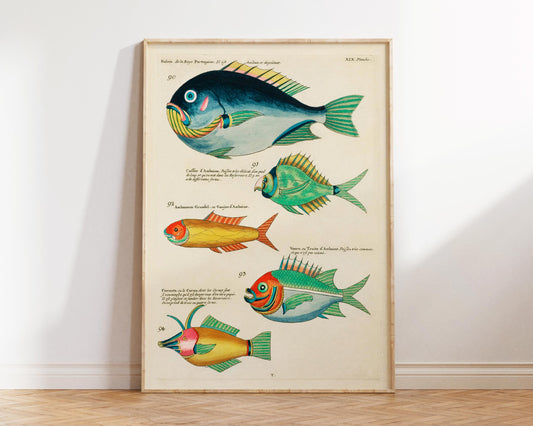Sea Life Fine Art Print, Marine Life Poster, Vintage Fish Illustrations Print by Louis Renard, Antique Surreal Wall Art, Sea Lover Gift