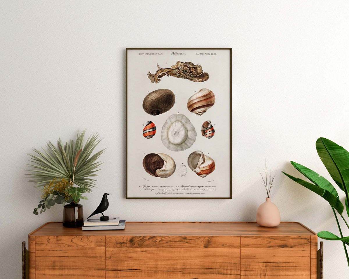 Seashell Collection Print, Marine Life Poster, Vintage Print, Molluscs Varieties Illustrations, Antique Surreal Wall Art, Sea Lover Gift
