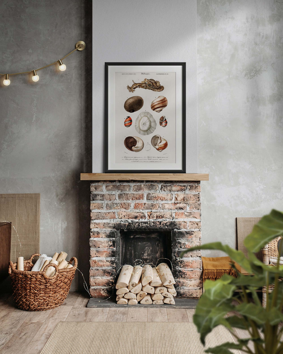 Seashell Collection Print, Marine Life Poster, Vintage Print, Molluscs Varieties Illustrations, Antique Surreal Wall Art, Sea Lover Gift