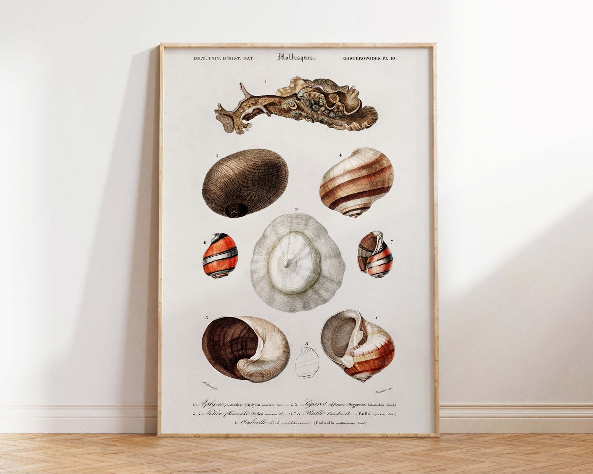 Seashell Collection Print, Marine Life Poster, Vintage Print, Molluscs Varieties Illustrations, Antique Surreal Wall Art, Sea Lover Gift