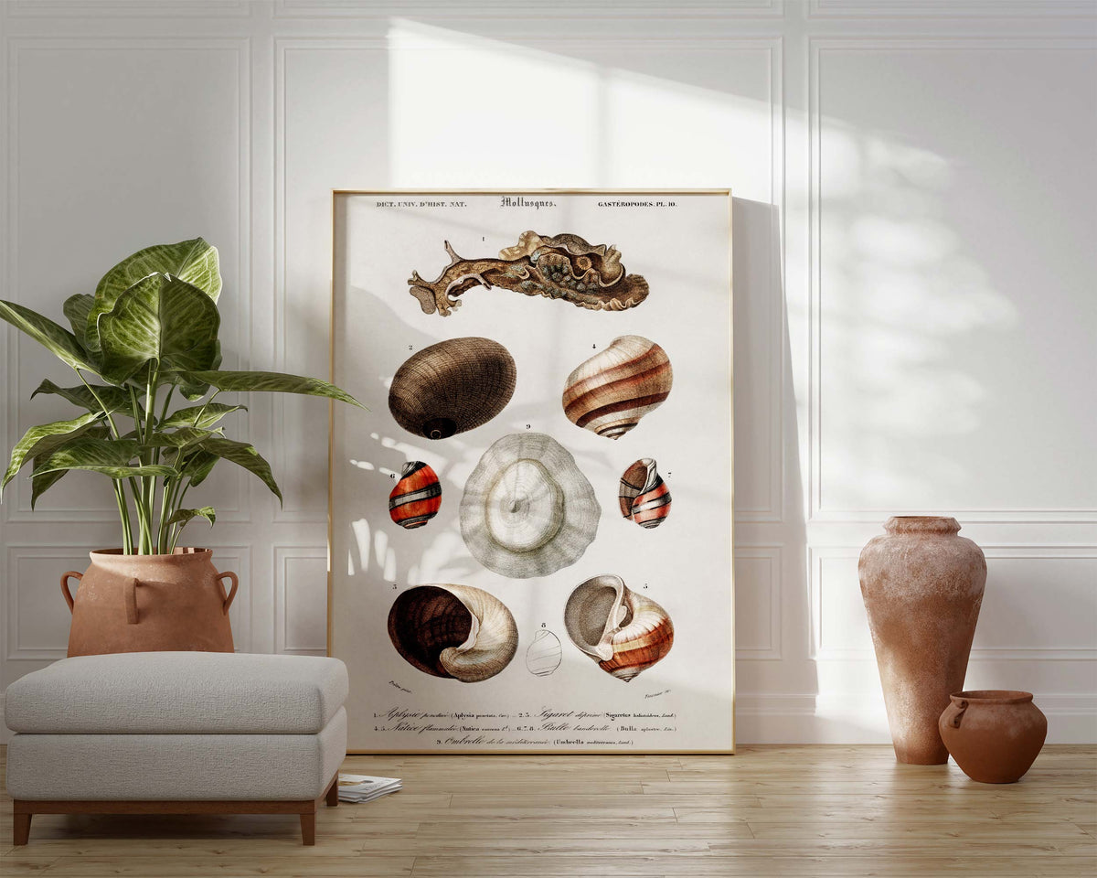 Seashell Collection Print, Marine Life Poster, Vintage Print, Molluscs Varieties Illustrations, Antique Surreal Wall Art, Sea Lover Gift