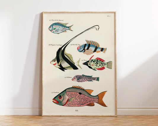 Sea Life Fine Art Print, Marine Life Poster, Vintage Fish Illustrations Print by Louis Renard, Antique Surreal Wall Art, Sea Lover Gift