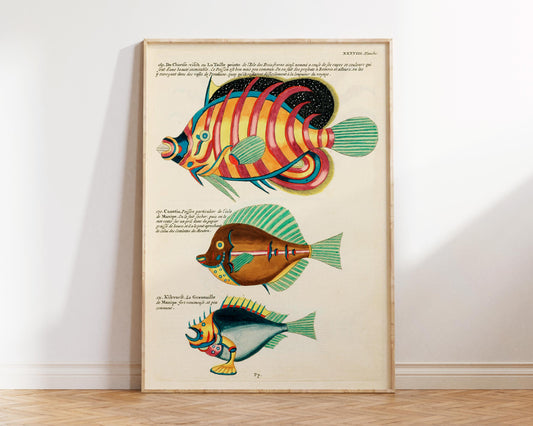 Sea Life Fine Art Print, Marine Life Poster, Vintage Fish Illustrations Print by Louis Renard, Antique Surreal Wall Art, Sea Lover Gift