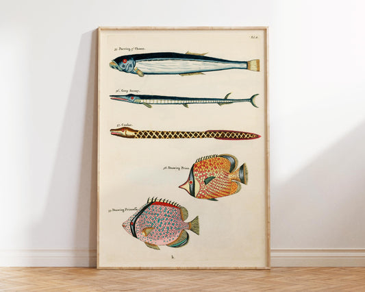 Sea Life Fine Art Print, Marine Life Poster, Vintage Fish Illustrations Print by Louis Renard, Antique Surreal Wall Art, Sea Lover Gift